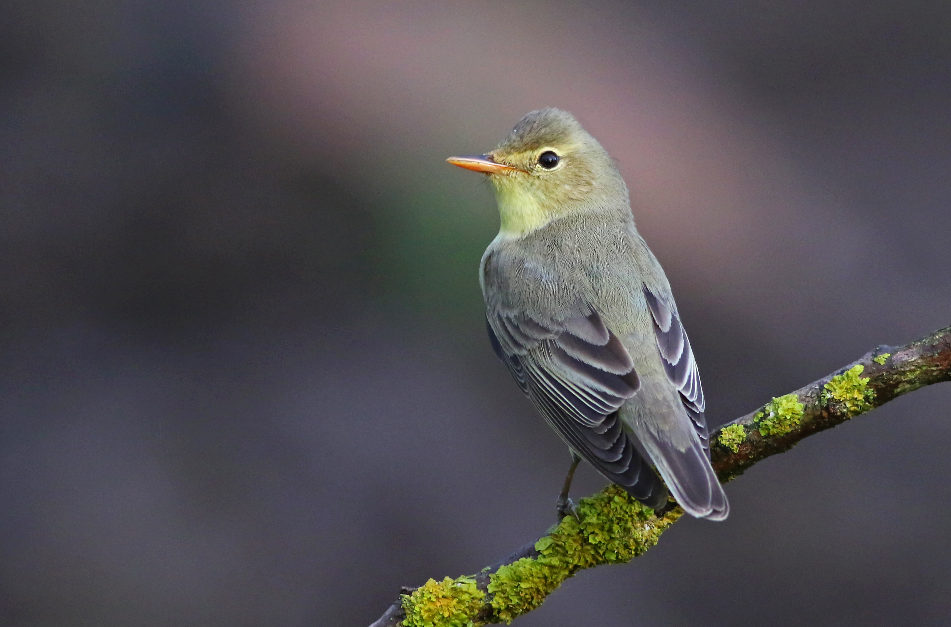 Icterine Warbler